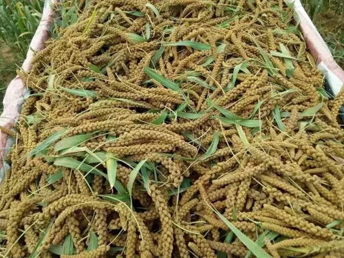 靈壽小米 太行山下的金色瑰寶與可持續谷物種植典范