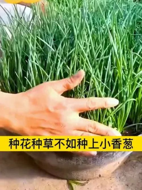 小香蔥新品種 分生力強、蔥香濃郁的優質家庭種植之選